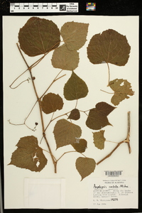 Ampelopsis cordata image