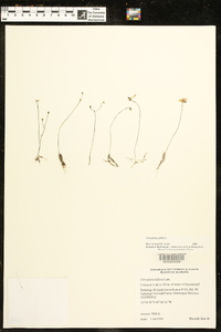 Utricularia gibba image