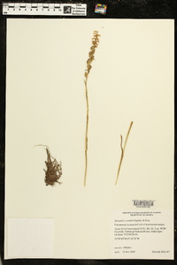 Spiranthes vernalis image