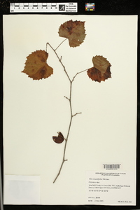 Vitis rotundifolia image