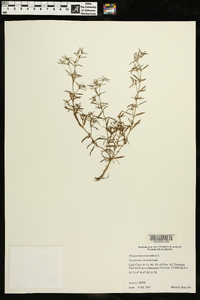 Polypremum procumbens image