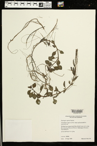 Ludwigia repens image