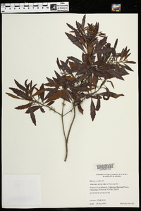 Myrica cerifera image