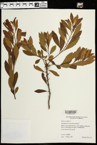 Myrica cerifera image