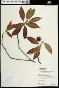 Illicium floridanum image