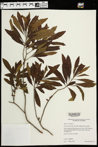 Myrica cerifera image