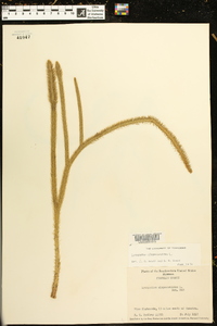 Lycopodiella alopecuroides image