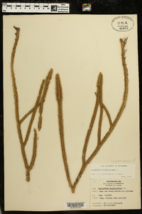 Lycopodiella alopecuroides image