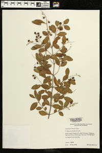 Ligustrum sinense image