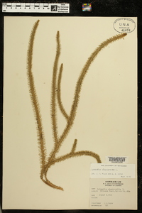 Lycopodiella alopecuroides image