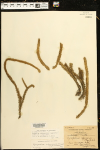 Lycopodiella alopecuroides image