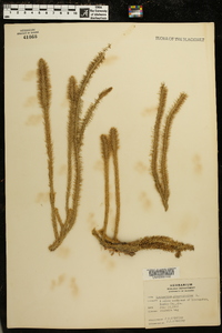 Lycopodiella alopecuroides image