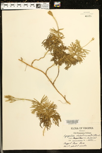 Lycopodium flabelliforme var. ambiguum image