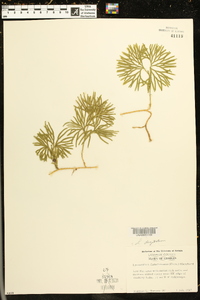 Lycopodium flabelliforme var. ambiguum image