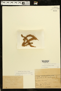 Lycopodium porophilum image