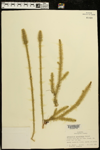 Lycopodium prostratum image