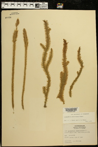 Lycopodium prostratum image