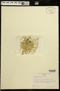 Selaginella apoda image