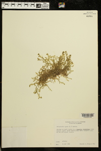 Selaginella apoda image