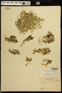 Selaginella apoda image