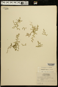 Selaginella apoda image