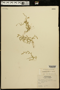 Selaginella apoda image