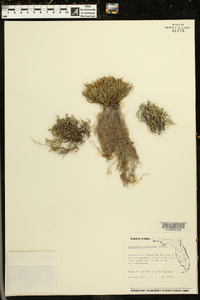 Selaginella arenicola image