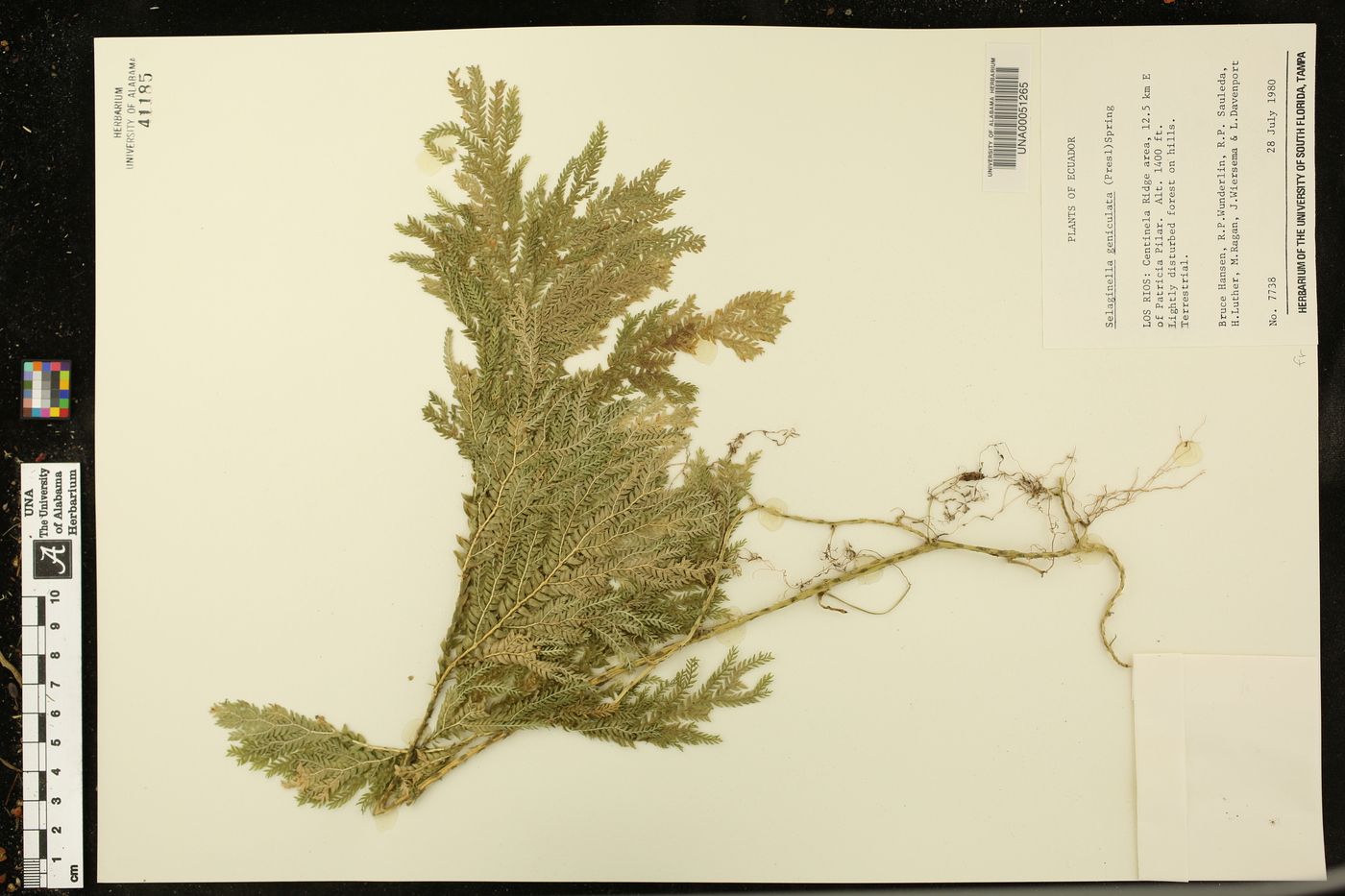 Selaginella geniculata image