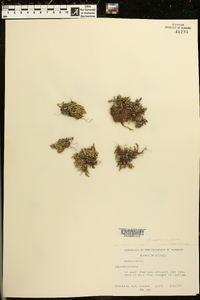 Selaginella rupestris image