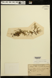 Selaginella rupestris image