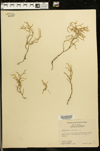 Selaginella tortipila image