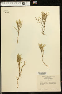 Selaginella tortipila image