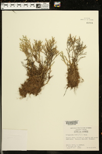 Selaginella tortipila image