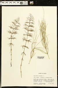 Equisetum pratense image