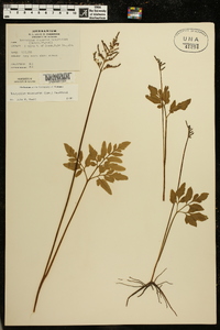 Sceptridium biternatum image