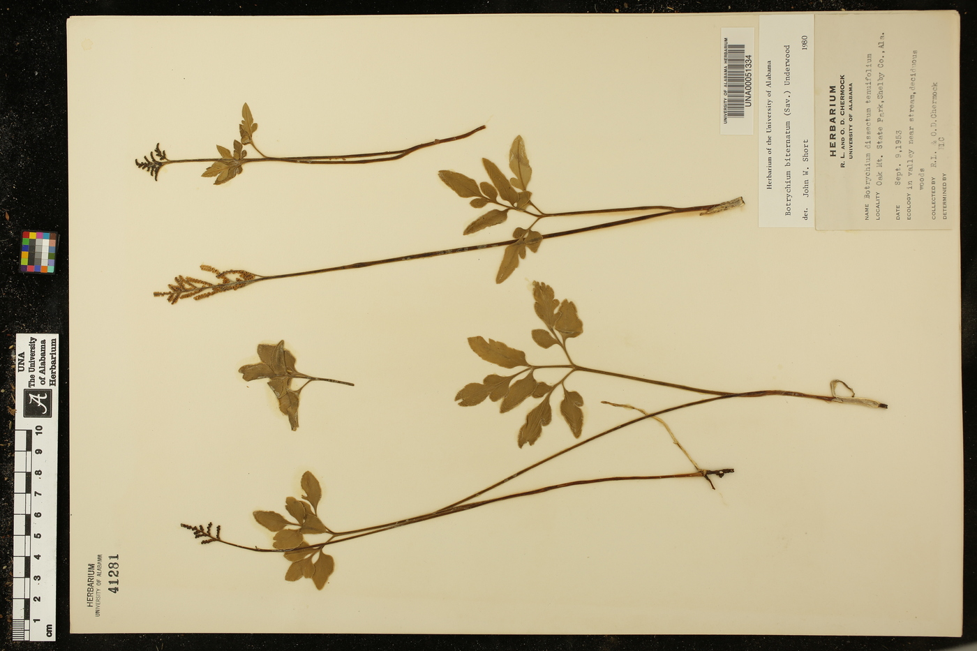Sceptridium biternatum image