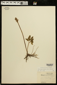 Sceptridium biternatum image