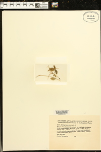 Ophioglossum nudicaule image