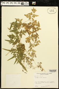 Lygodium japonicum image