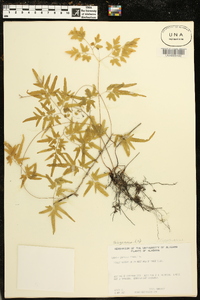 Lygodium japonicum image