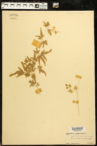 Lygodium japonicum image