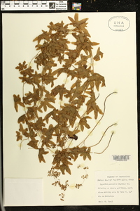 Lygodium palmatum image