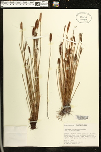 Schizaea incurvata image