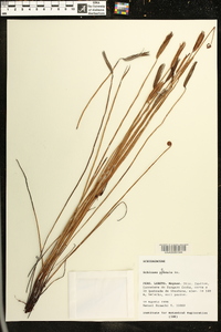 Schizaea pennula image