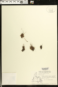 Schizaea pusilla image