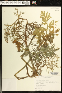 Ceratopteris deltoidea image