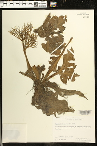 Ceratopteris pteridoides image