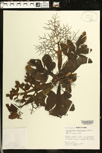 Ceratopteris pteridoides image