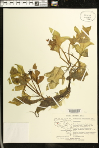 Ceratopteris pteridoides image