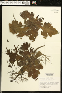 Ceratopteris thalictroides image